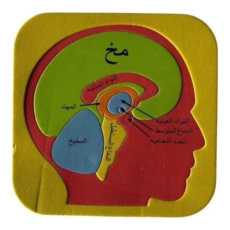 اجهزة جسم الانسان فلين - 7 لوحات