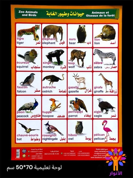 حيوانات وطيور الغابة